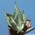 Agave americana subs. protamericana cv. Blue Steel