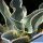 Agave gypsophila cv. Ivory Curl