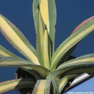 Agave murpheyi f. mediopicta aurea (variegata)