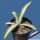 Agave murpheyi f. mediopicta aurea (variegata)