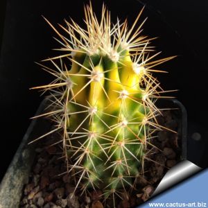 Echinocereus triglochidiatus f. variegata