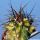 Echinocereus triglochidiatus f. variegata