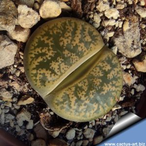 Lithops lesliei C359 (grey form) 115km South-West of Lobatse, Botswana