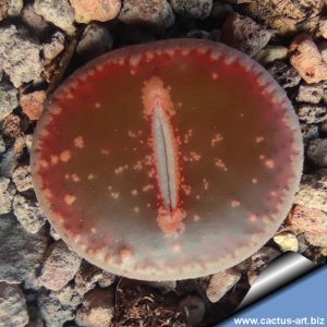 Lithops aucampiae cv. RUDESHEIM RUBY