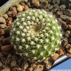 Rebutia krainziana J212 Tumbaya, Jujuy, Argentina