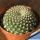 Rebutia krainziana J212 Tumbaya, Jujuy, Argentina