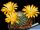 Rebutia krainziana J212 Tumbaya, Jujuy, Argentina