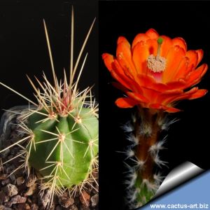 Echinocereus rischeri Nabogame, Chihuahua, Mexico