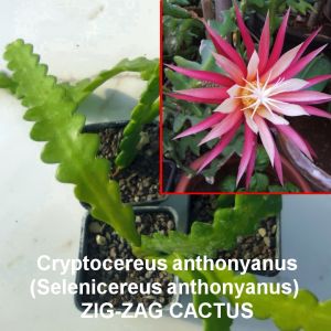 Cryptocereus anthonyanus (Selenicereus anthonyanus) CUTTING/TALEA