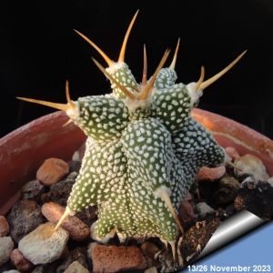 Astrophytum ornatum cv. KIKKO