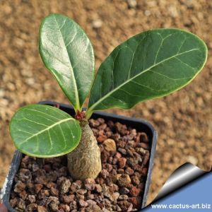 Adenium dhofarense Oman