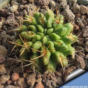 Eriosyce saxifraga (Pyrrhocactus saxifragus)