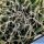 Haworthia arachnoidea v. setata West of De Rust, Cape Province, South Africa