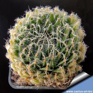 Haworthia arachnoidea v. setata West of De Rust, Cape Province, South Africa