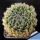 Haworthia arachnoidea v. setata West of De Rust, Cape Province, South Africa