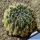 Haworthia arachnoidea v. setata West of De Rust, Cape Province, South Africa