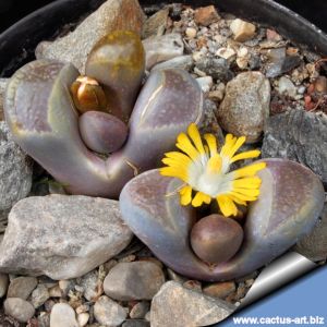 Lithops comptonii C125 50km East-North-East of Ceres, Cape Province