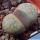 Lithops comptonii C125 50km East-North-East of Ceres, Cape Province