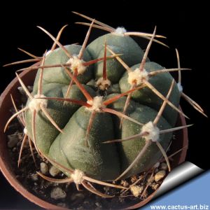 Gymnocalycium horstii fa.