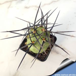 Tephrocactus aoracanthus VS30 (black spines)