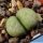 Lithops marmorata cv. POLEPSKY SMARAGD