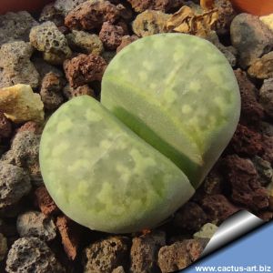 Lithops marmorata cv. POLEPSKY SMARAGD