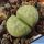 Lithops marmorata cv. POLEPSKY SMARAGD