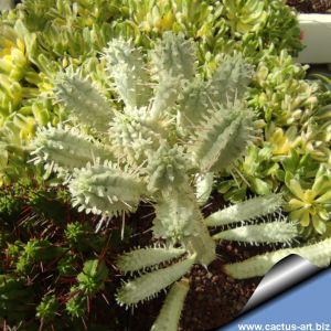Euphorbia mammillaris cv. MILKY WAY