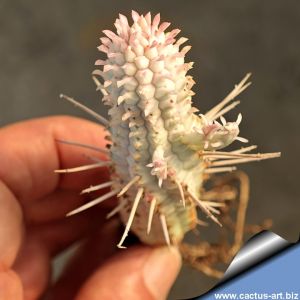 Euphorbia mammillaris cv. MILKY WAY