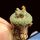 Blossfeldia liliputiana (seedling)