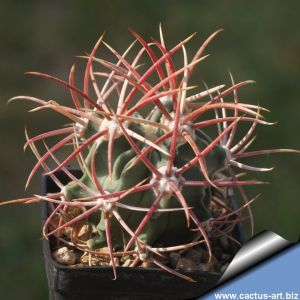 Echinocactus parryi