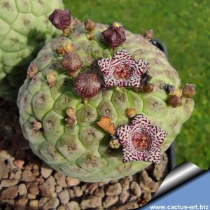 Larryleachia similis (Trichocaulon similis)