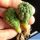 Larryleachia similis (Trichocaulon similis)