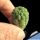 Larryleachia similis (Trichocaulon similis)