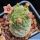 Larryleachia similis (Trichocaulon similis)