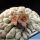Larryleachia similis (Trichocaulon similis)