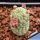 Larryleachia similis (Trichocaulon similis)