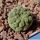 Larryleachia similis (Trichocaulon similis)