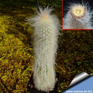 Cremnocereus albipilosus Zudanes, Bolivia (SEEDLING)