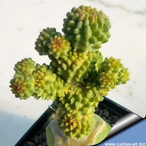 Echinofossulocactus forma inermis (grafted)