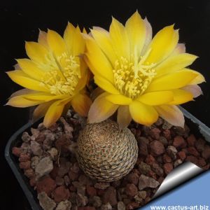 Lobivia famatimensis v. sanjuanensis HUN623 South of Jachal, San Juan, Arg, 997m