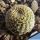Lobivia famatimensis v. sanjuanensis HUN623 South of Jachal, San Juan, Arg, 997m
