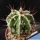 Astrophytum ornatum cv. FUKURYU HANYA (FUKURYU + HAKU-JO) "green"