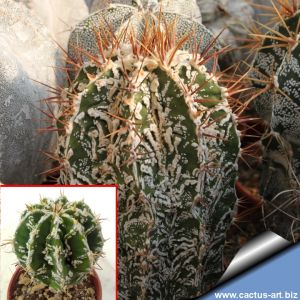 Astrophytum ornatum cv. FUKURYU HANYA (FUKURYU + HAKU-JO) "green"