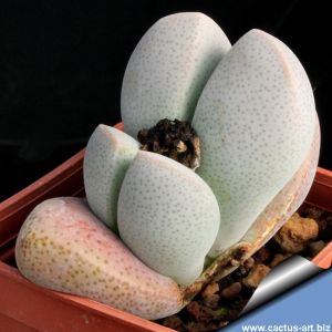 Dinteranthus microspermus