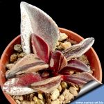 Lenophyllum guttatum f. variegata