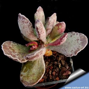 Adromischus cristatus cv. SCURO (Dark bloody spots)