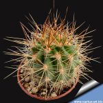 Lobivia formosa (Soehrensia formosa)