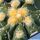 Astrophytum hybrid AS-SEN(AU) (A. asterias x A. senilis aureum)
