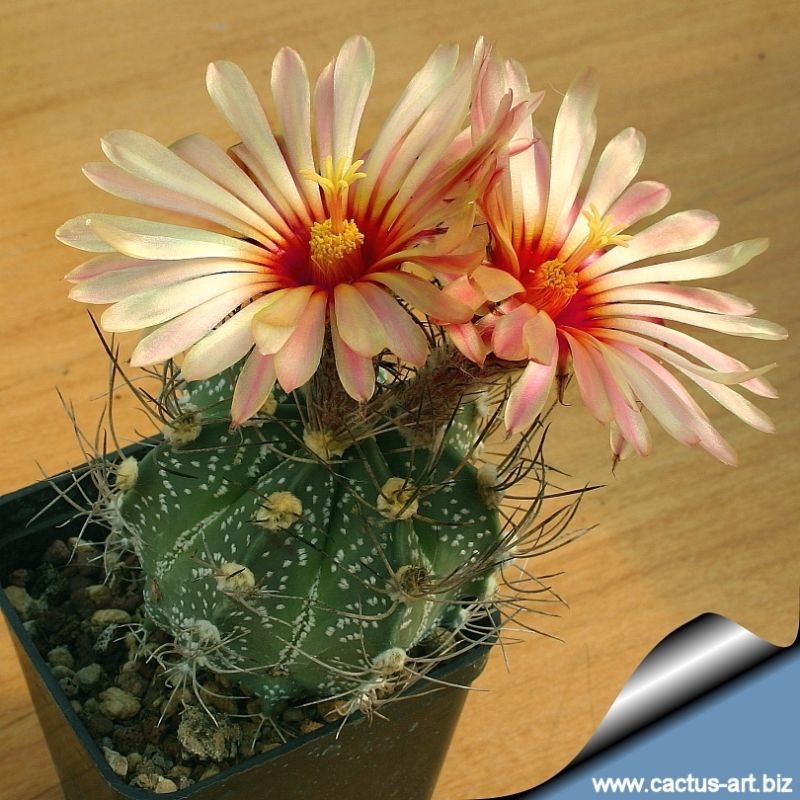 Astrophytum hybrid SEN(AU)-AS (A. senilis aureum x A. asterias )